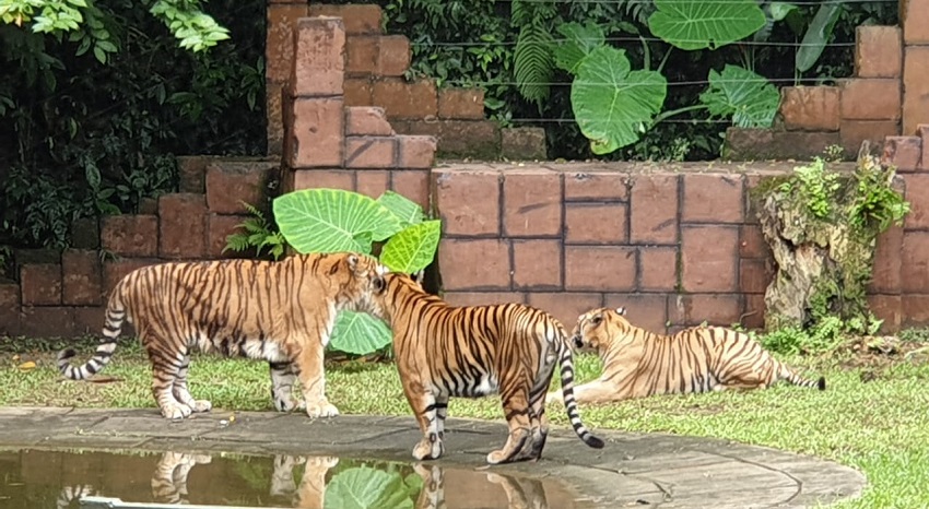 Kerjasama LWOT, Perhilitan bantu populasi harimau